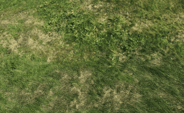 How To Fix A Patchy Lawn